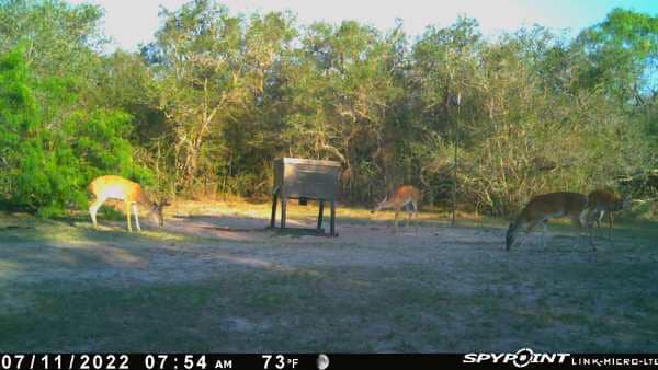 El Rey Ranch | Refugio TX