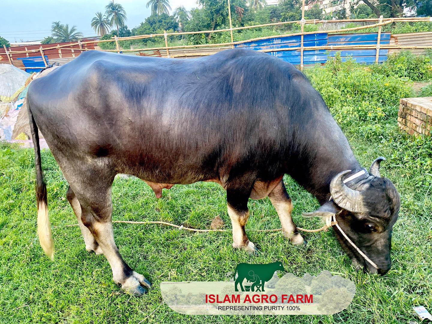 ISLAM Agro Farm | Dhaka