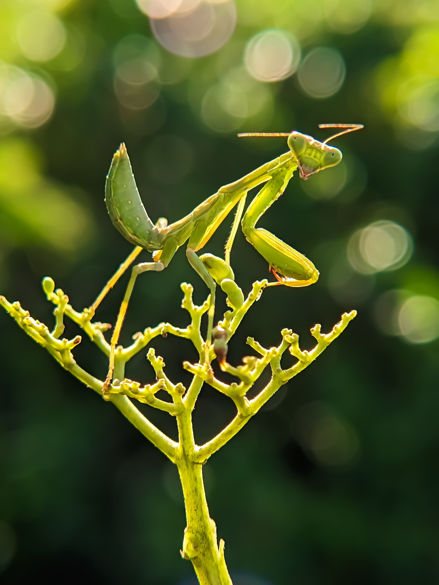 Jocanz - The Perfect Hunter — Praying Mantis 🦗💚 Poco x7pro +