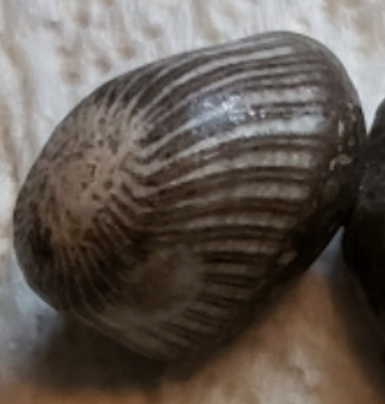 Sand Dipper - Sand Dipper Quiz - What are these... | Facebook