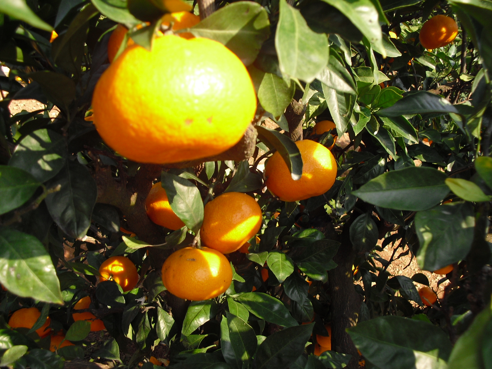 Looking for the freshest Japanese mikan oranges? Pick your own at