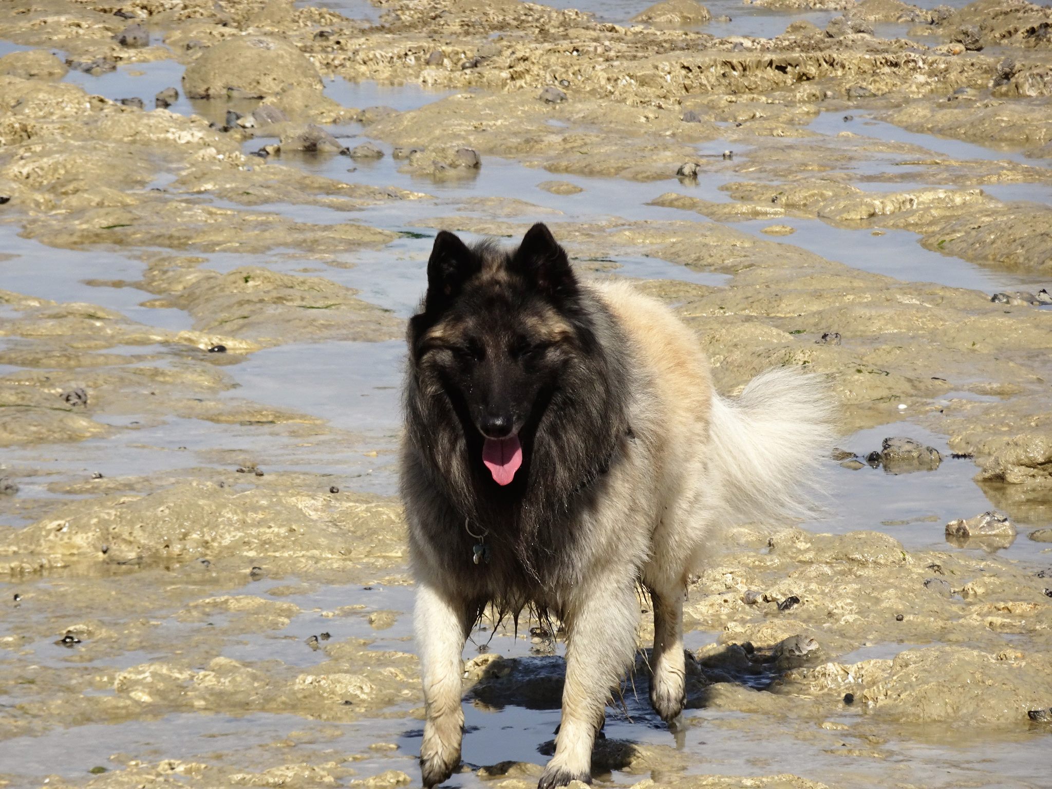 chiots-de-chiots-de-vicky-berger-belge-de-tervueren