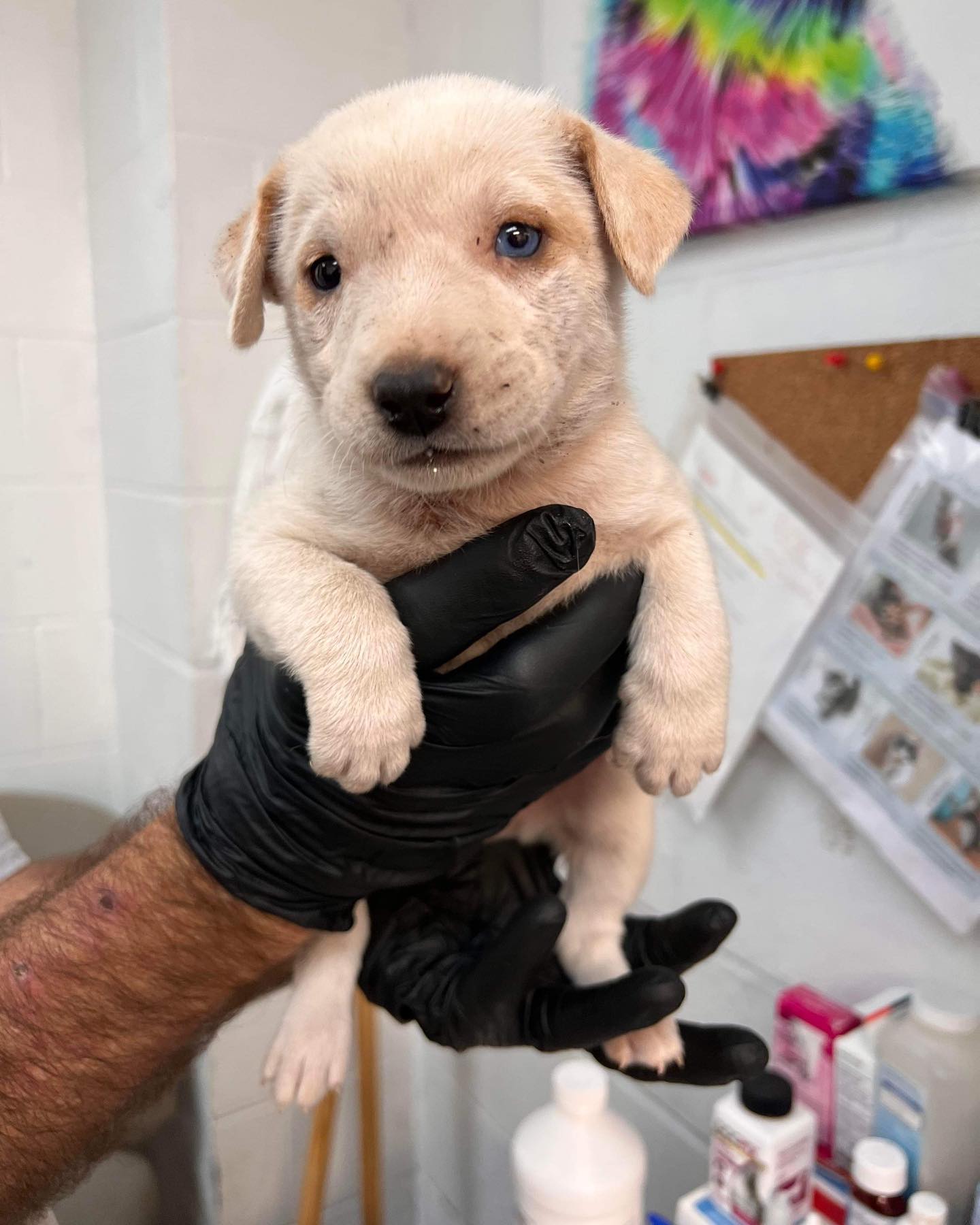 The IPAC shelter is about to start... - Take Paws Rescue