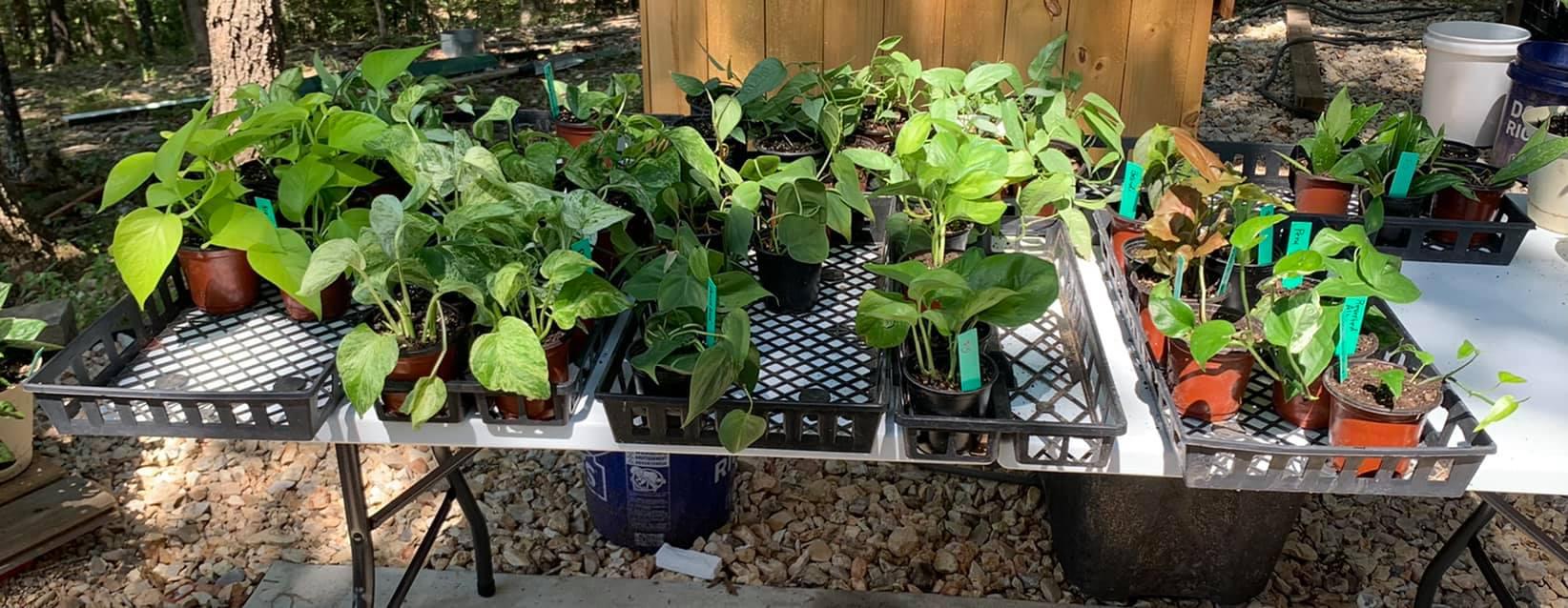 Rubber Trees for sale in Branson, Missouri Facebook Marketplace