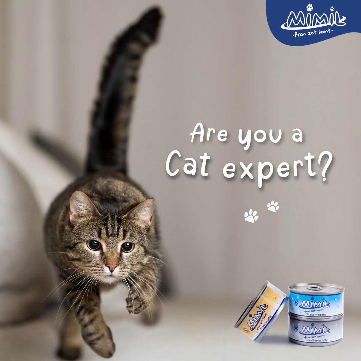 Mimil - Do you really know everything about cats? Here are... | Facebook