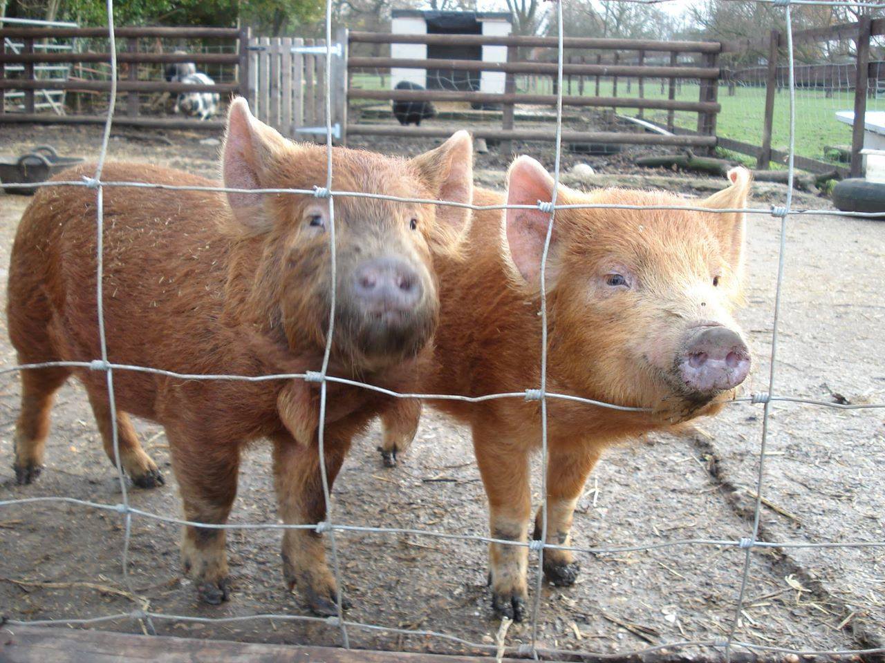 Faith the Hopefield Pig