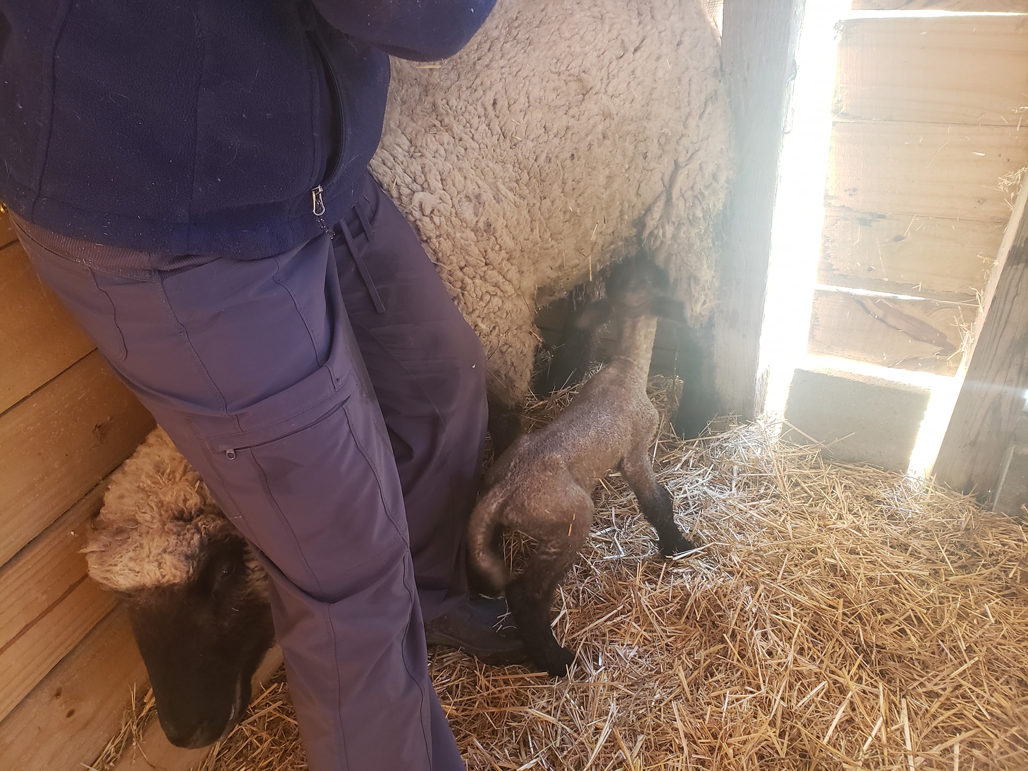 Shepherds' Rise: a Family Farm | Woodbury TN