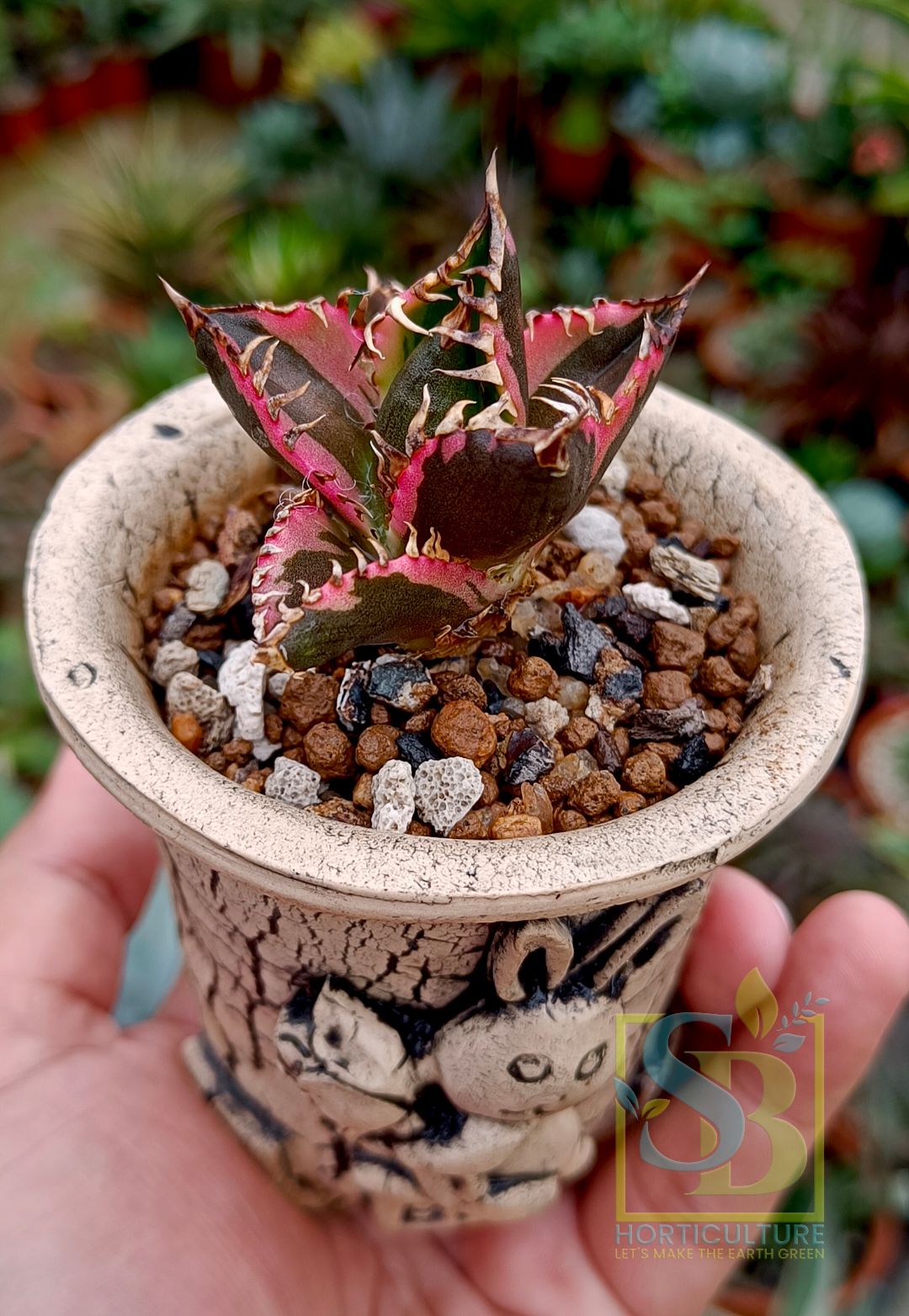 Agave titanota \