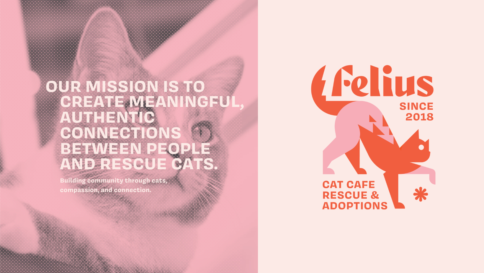 Felius Cat Cafe & Rescue | Omaha NE