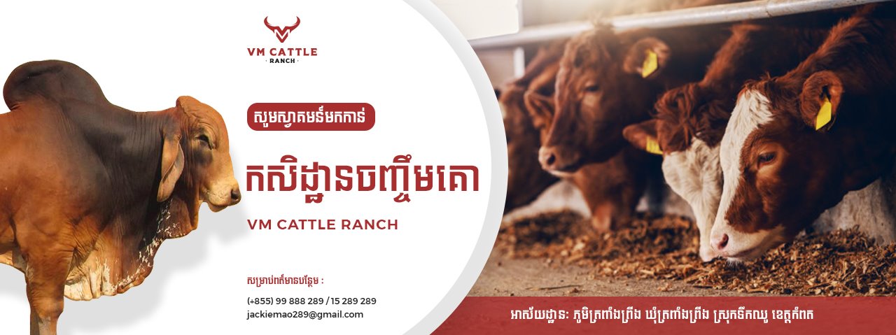 VM Cattle Ranch កសិដ្ឋានចិញ្ចឹមគោ វីអឹម | Kampot