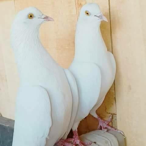 Living Rays - FREE DELIVERY ALL ACROSS PAKISTAN 50% ADVANCE 50% PAYMENT ...