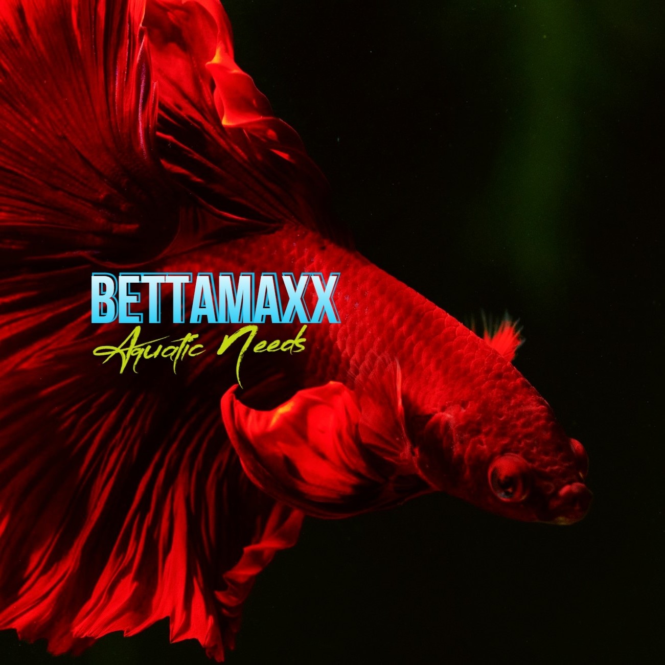 BLACKRED GALAXY NEMO ROSETAIL SkyHawk betta fish are considered to be a ...