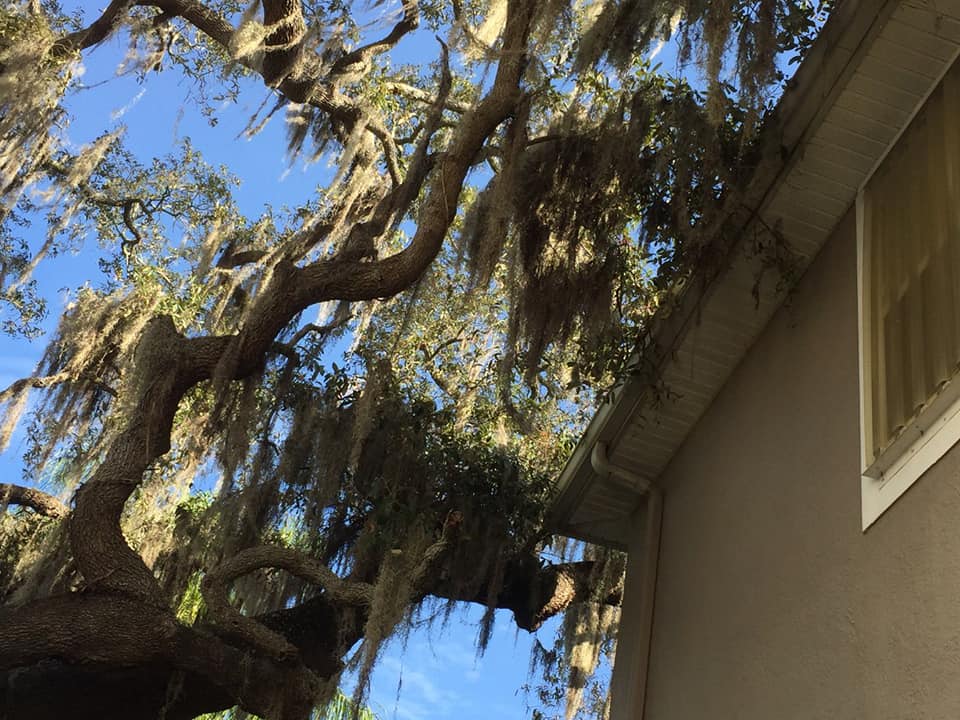 Trees.Guru | Lutz FL