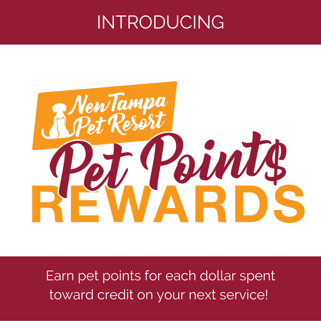 We value our loyal customers as... New Tampa Pet Resort