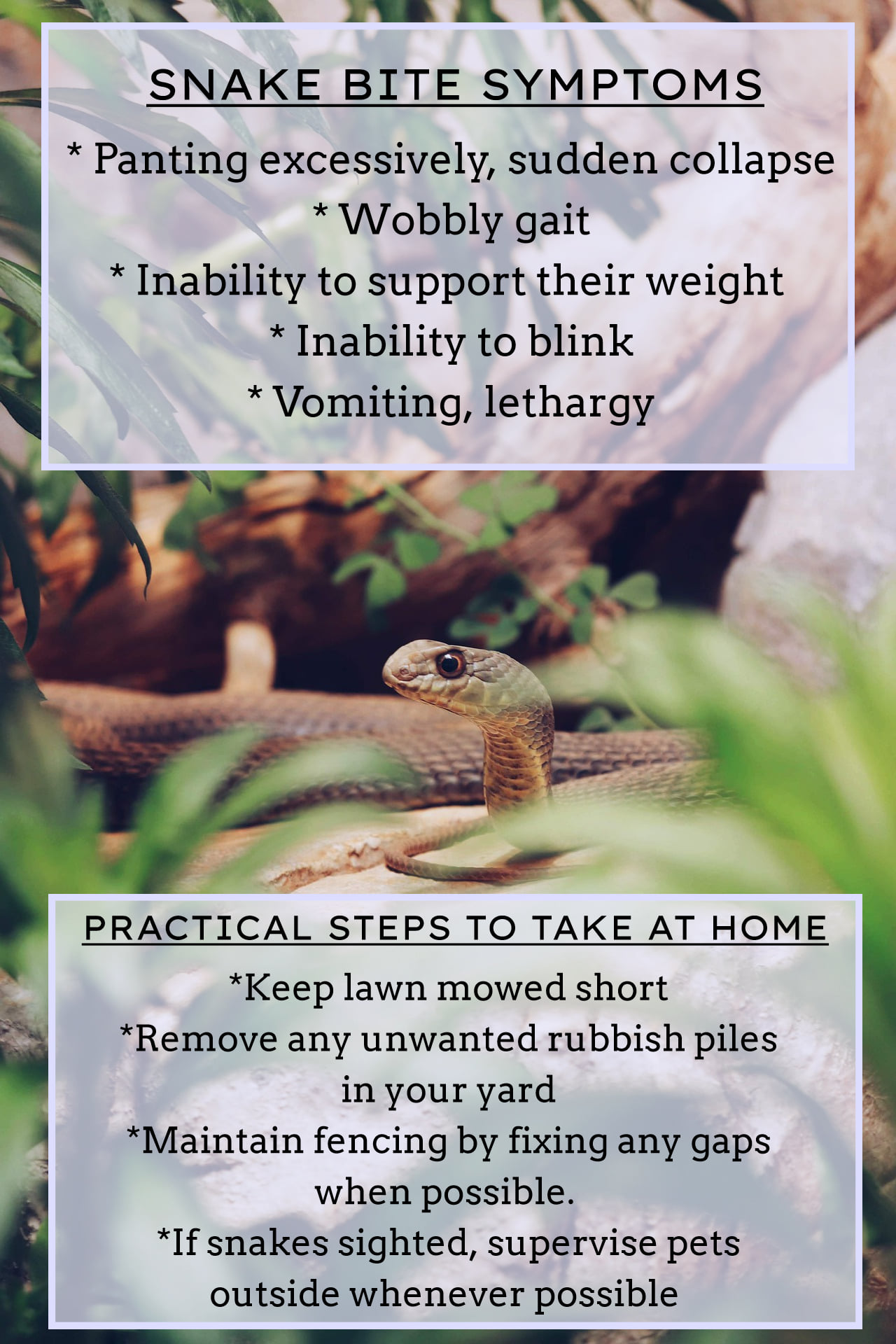Redbank Plains Veterinary Surgery - SSSSNEAKY SSSNAKES AROUND - BEWARE ...