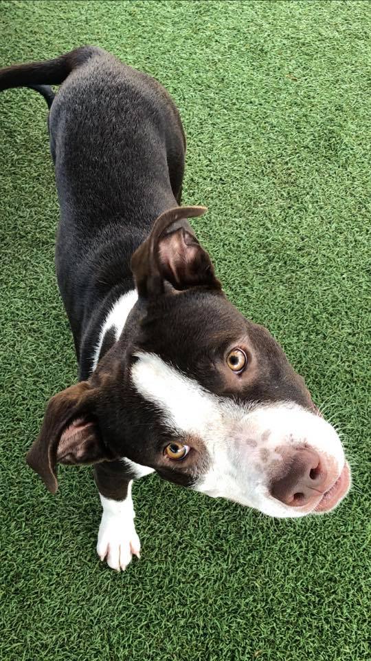 Apache Junction Animal Shelter
