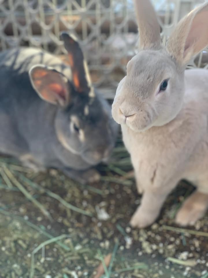 Robyn's Rabbit Tree - Standard Rex