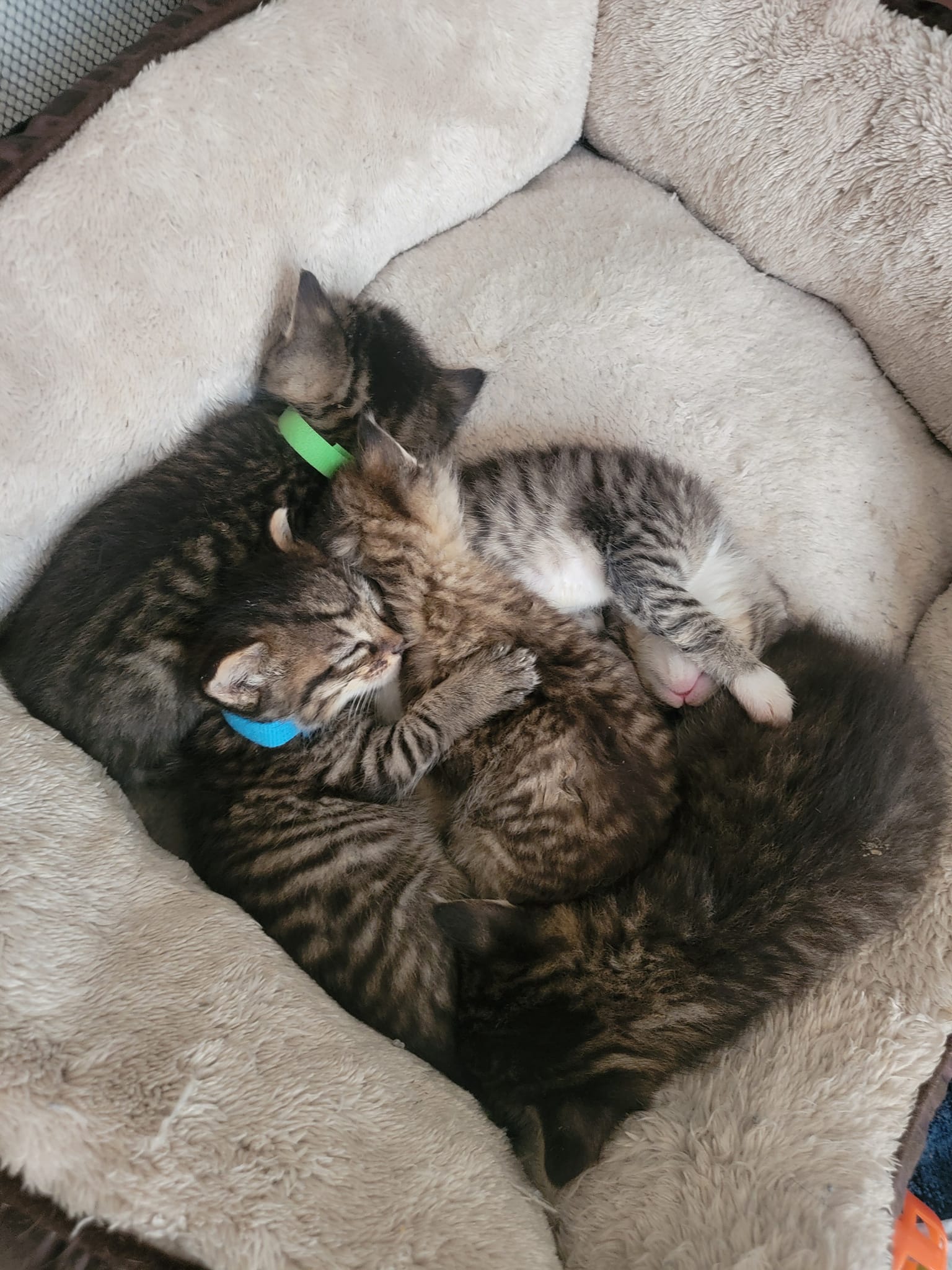 Just One More Kitty - Cat Rescue | Odenton MD