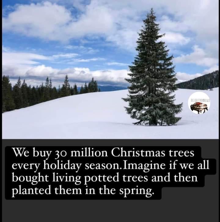 Which American Holiday Involves Decorating Evergreen Trees: Festive Traditions Unveiled