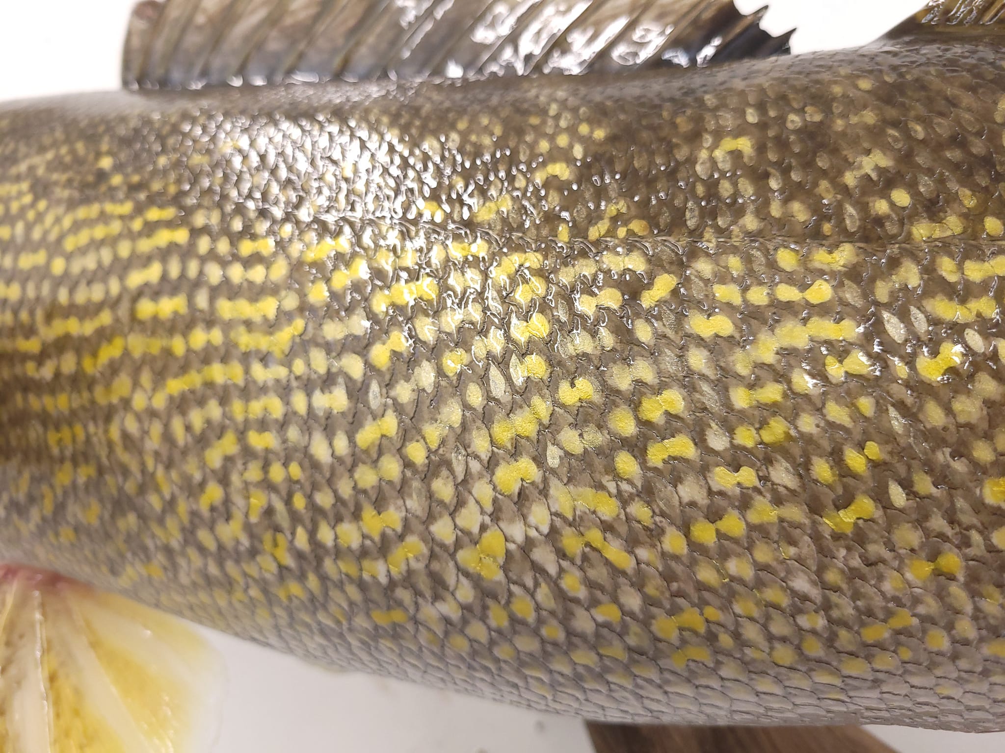 Angler's Touch Fish Art & Taxidermy