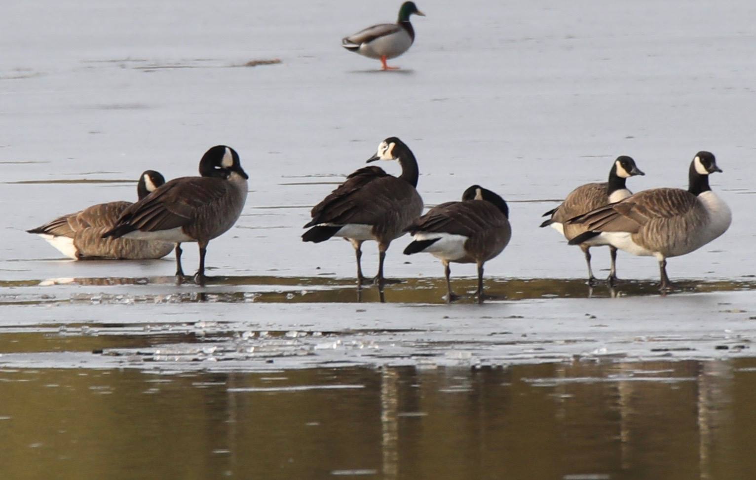 Unusual goose spotted in Colorado with domestic and Canada goose 