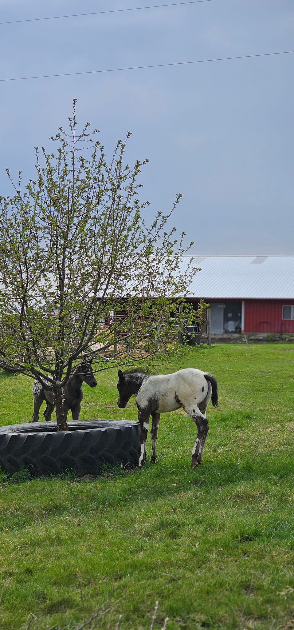 Our this years POA foals. I need to... - Brush Poppin Ranch