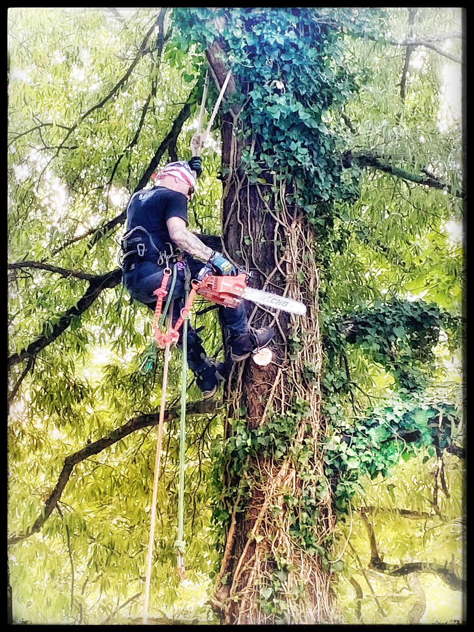 Liberty Tree Professionals LLC | Lexington NC