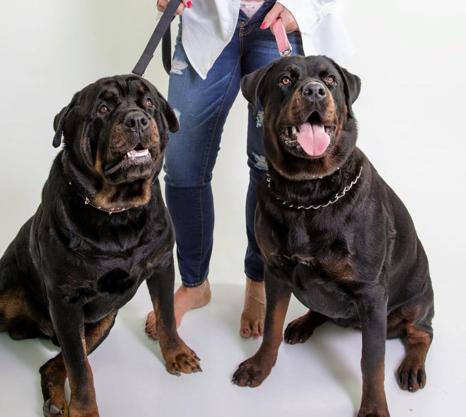 Virginia Rottweilers by Ms Lee
