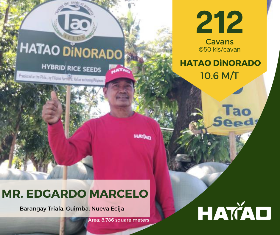 TAO - Wow HaTao na si G. Marcelo ng Guimba, Nueva Ecija sa kanyang ani ...