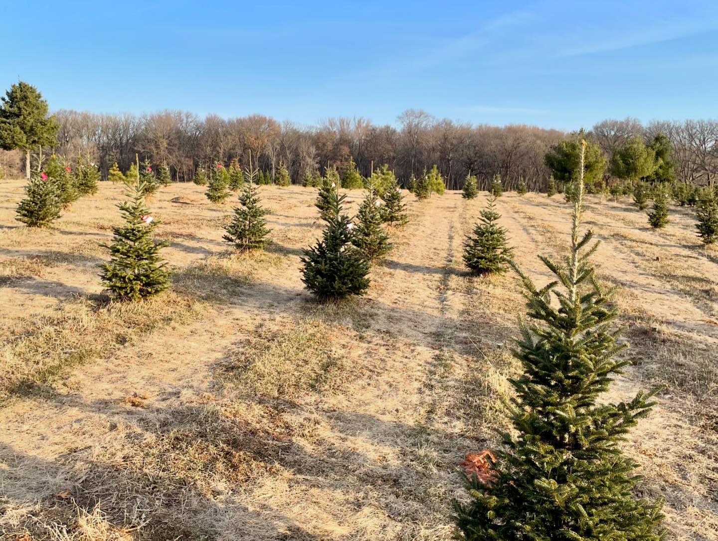 Krueger's Christmas Tree Farm | Lake Elmo MN