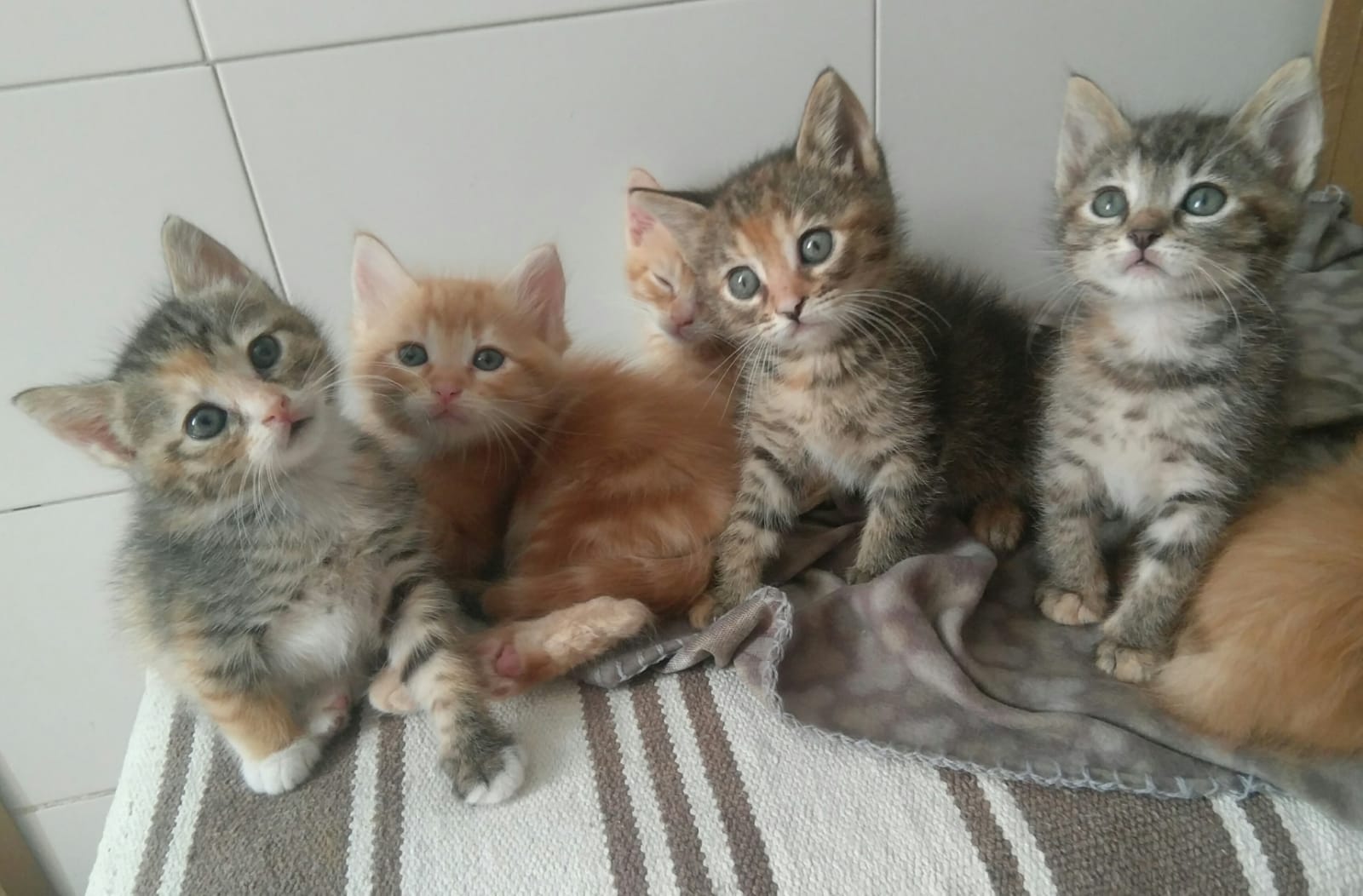 Gatti,Gattini in... - Gatti,Gattini in cerca di adozione