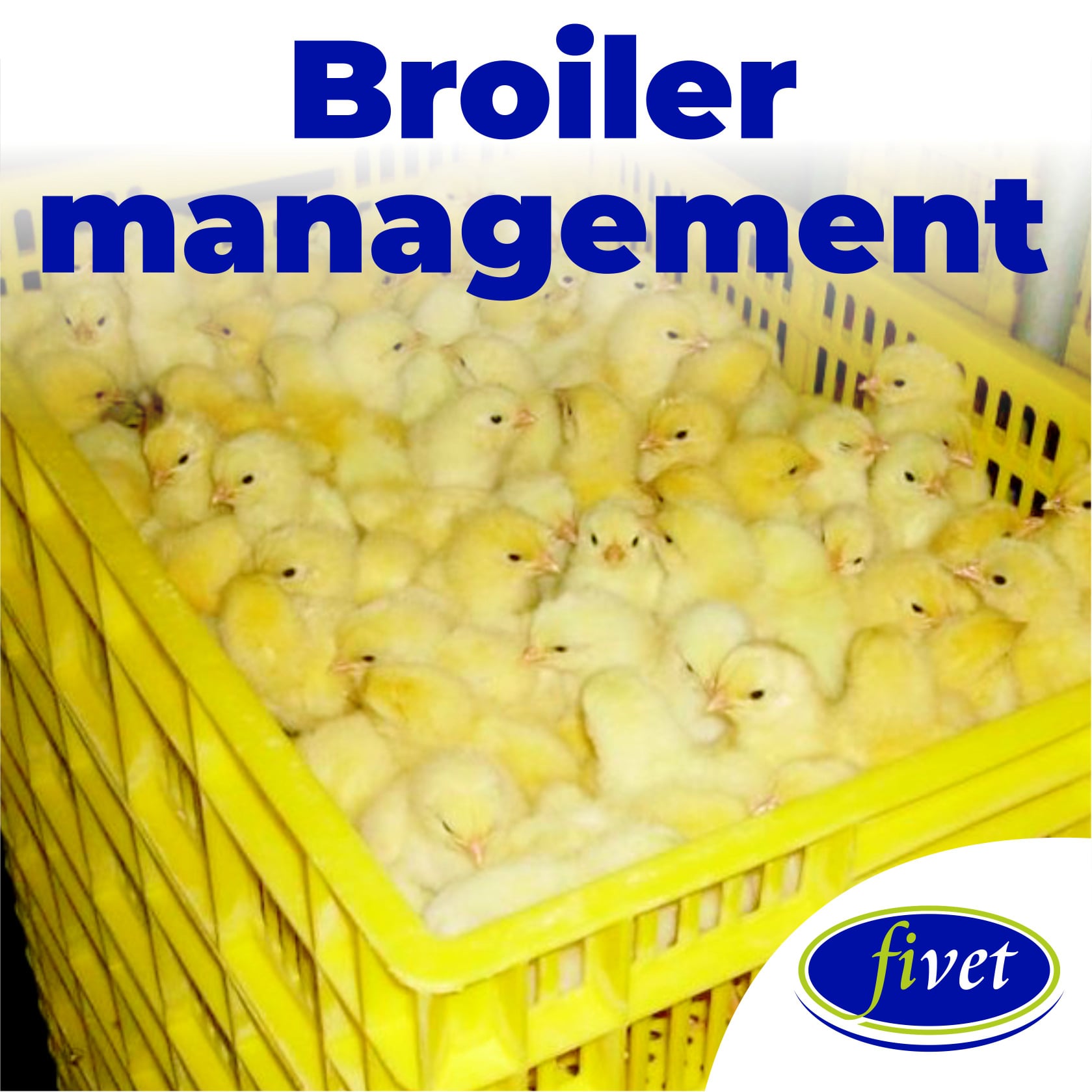 As we approach the festive season,... - Fivet Animal Health