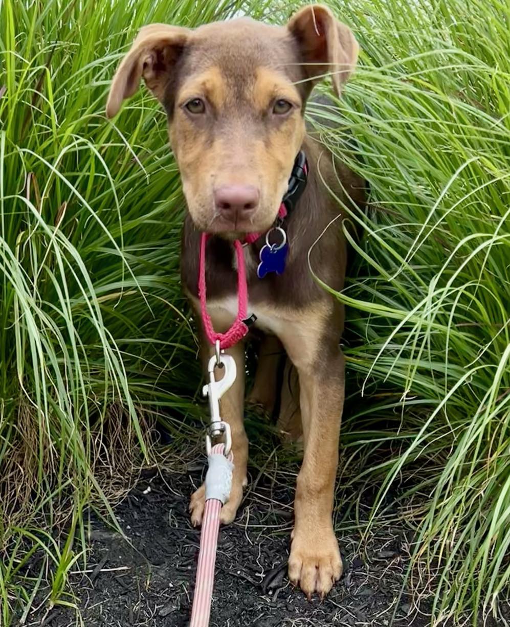 We can’t believe this sweet girl... - Sandy Paws Rescue Inc.