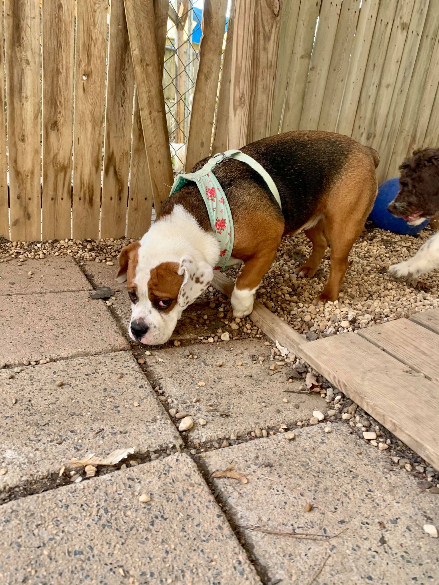 Paws Inn Pet Resort | Richmond VA