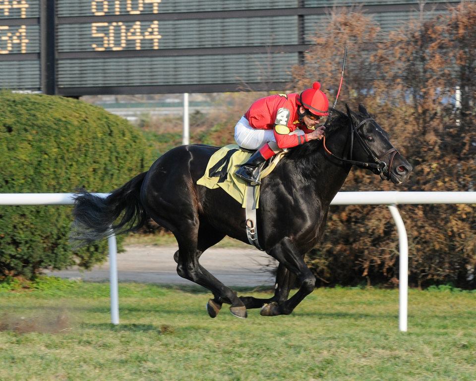 Red Storm Stable