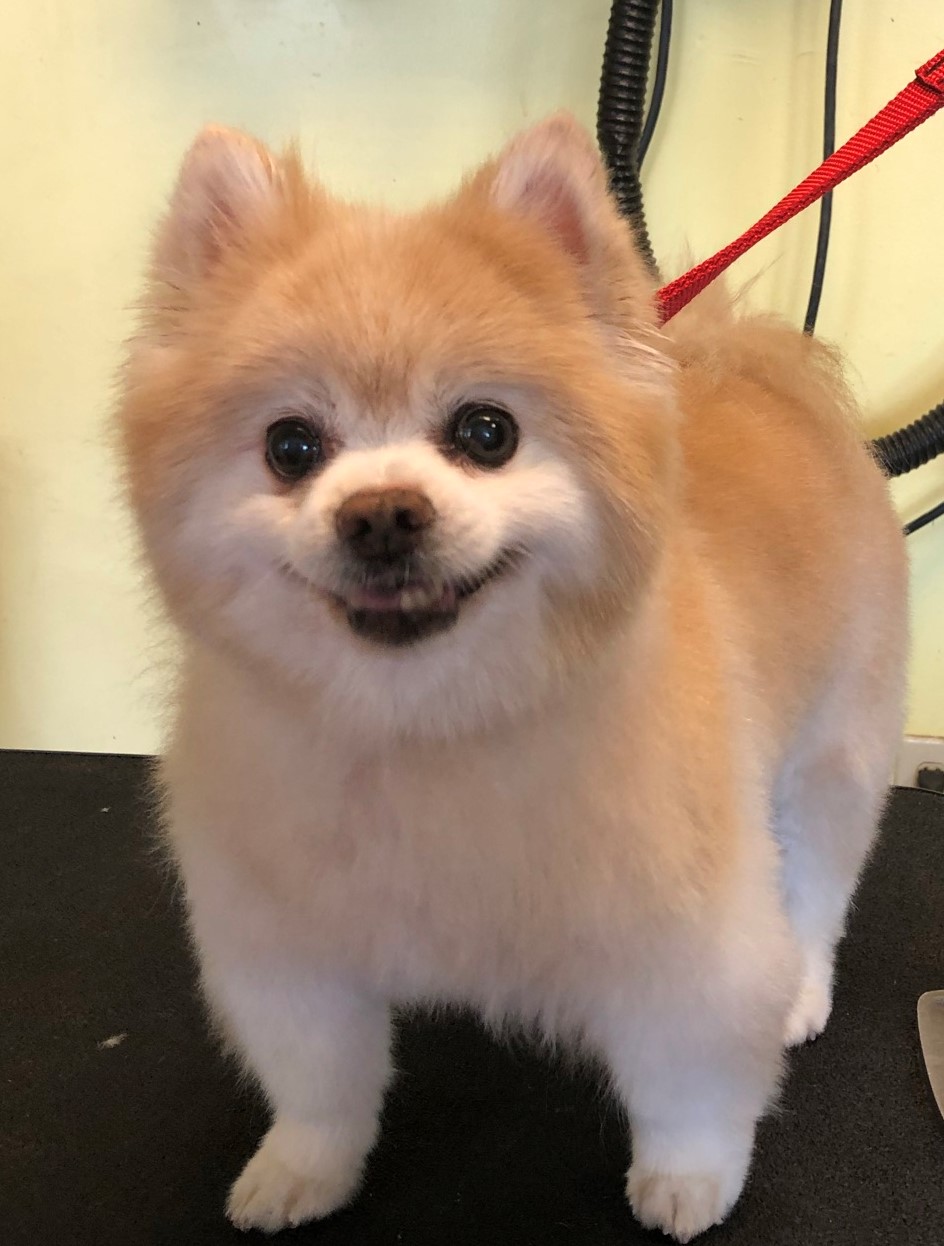 Fetching Looks Pet Grooming Ltd | Canandaigua NY