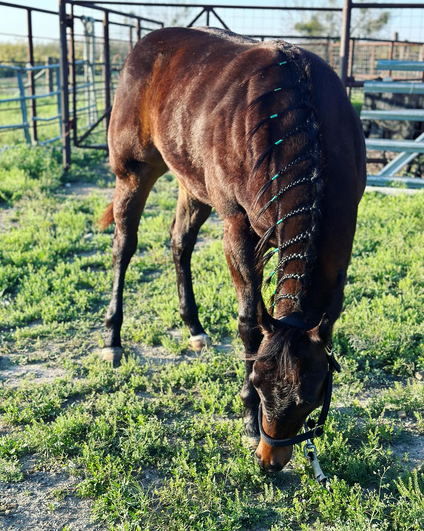 Y.Y. Ranch & Roping Arena | Roma-Los Saenz TX