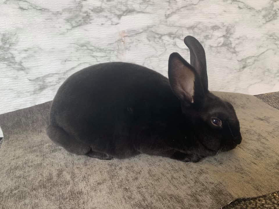 Red Rock Rabbitry