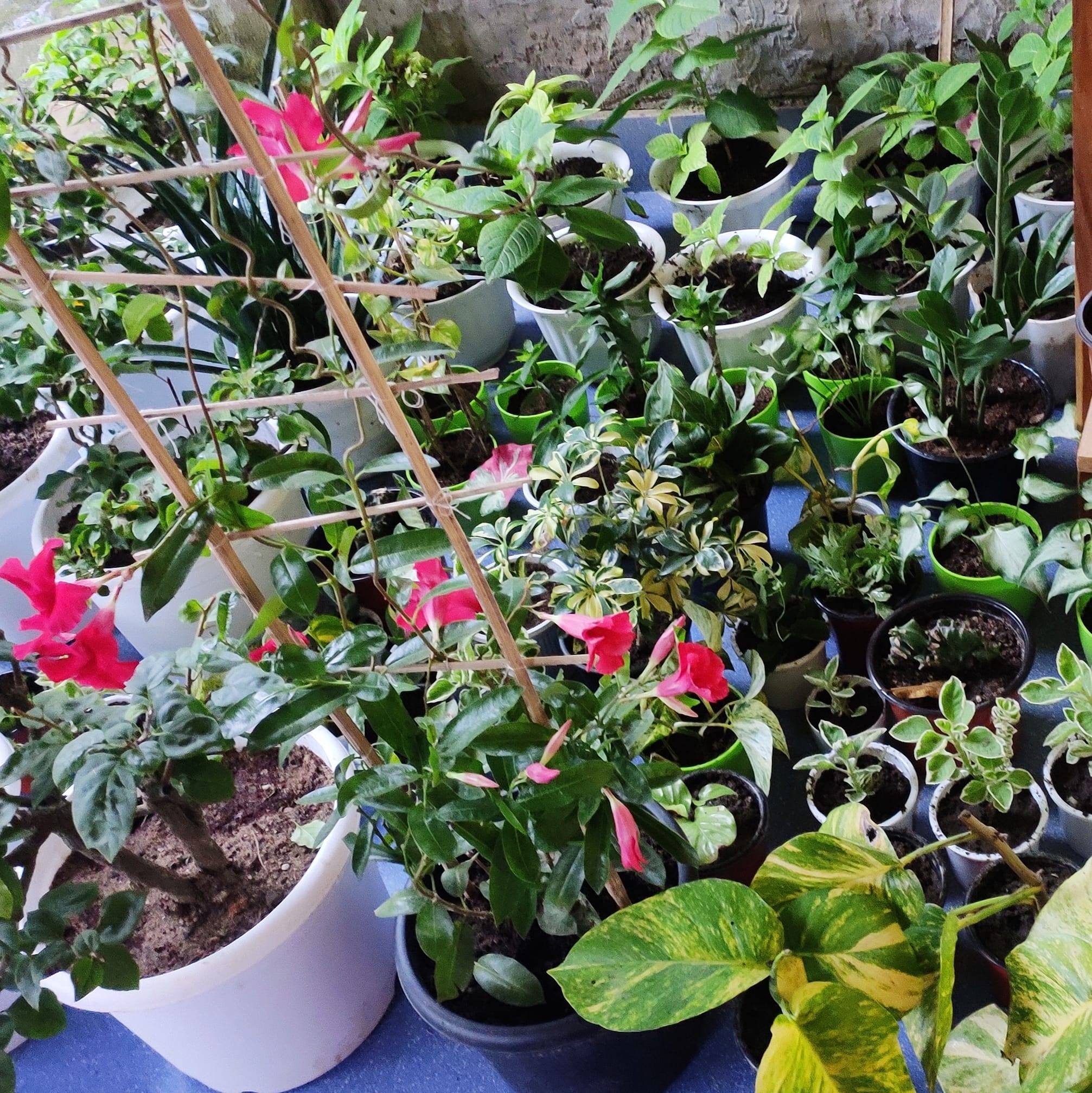 Flora destination | Dimapur