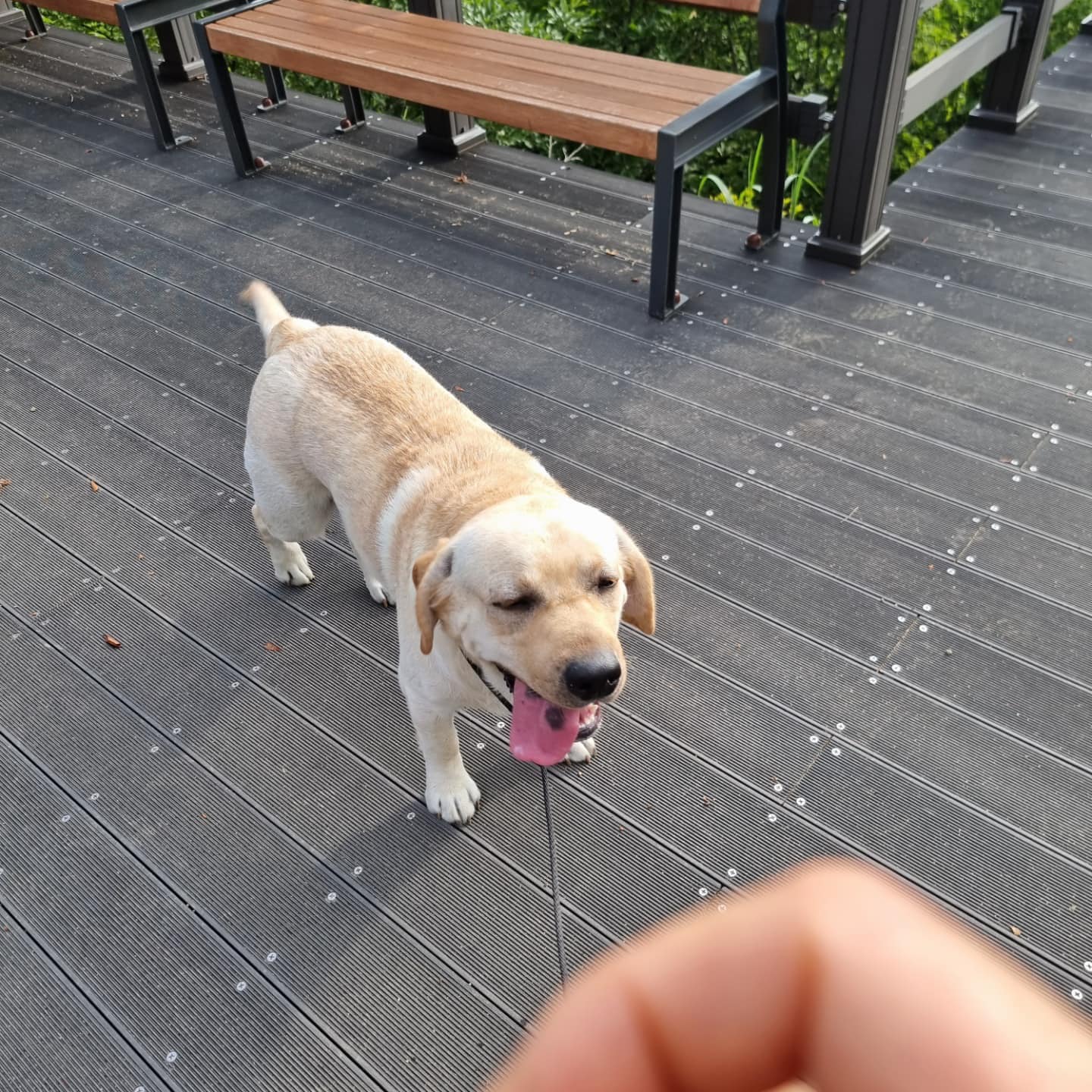นูน่าครับ ทิชเชอร์อะ พาผมเดินเขา 2... - Dobby Bambii labrador | Facebook