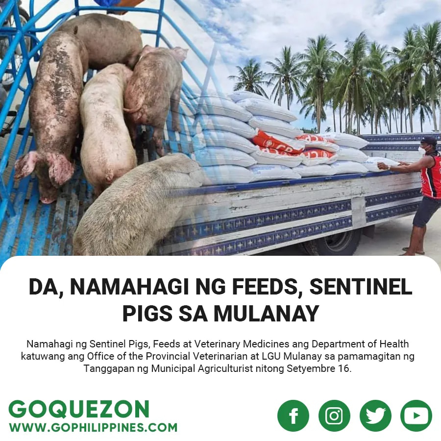 GO Quezon - Namahagi ng Sentinel Pigs, Feeds at Veterinary Medicines ...