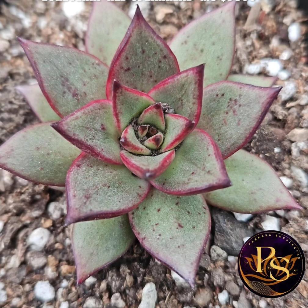 Echeveria 'Red Spearhead' 🐞 Si querés... - Pankara Jardineria | Facebook