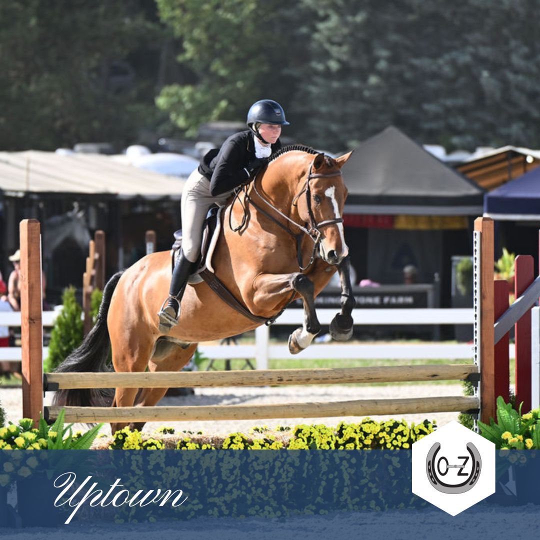 Fancy Hunters For Sale! We have two awesome hunters for sale. Find