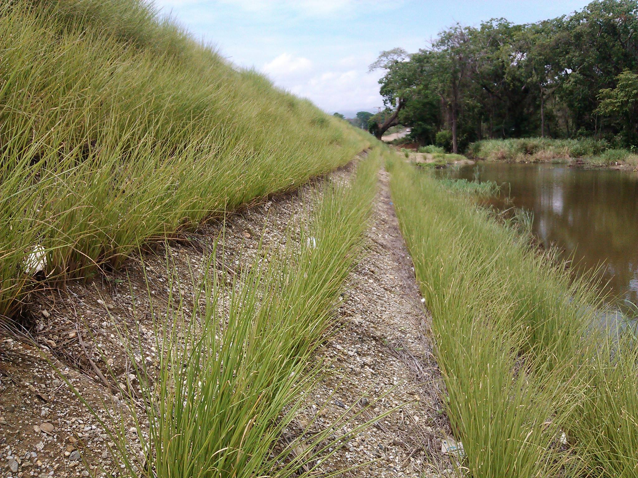 Vetiver Farms... - Vetiver Farms Philippines - VGFT