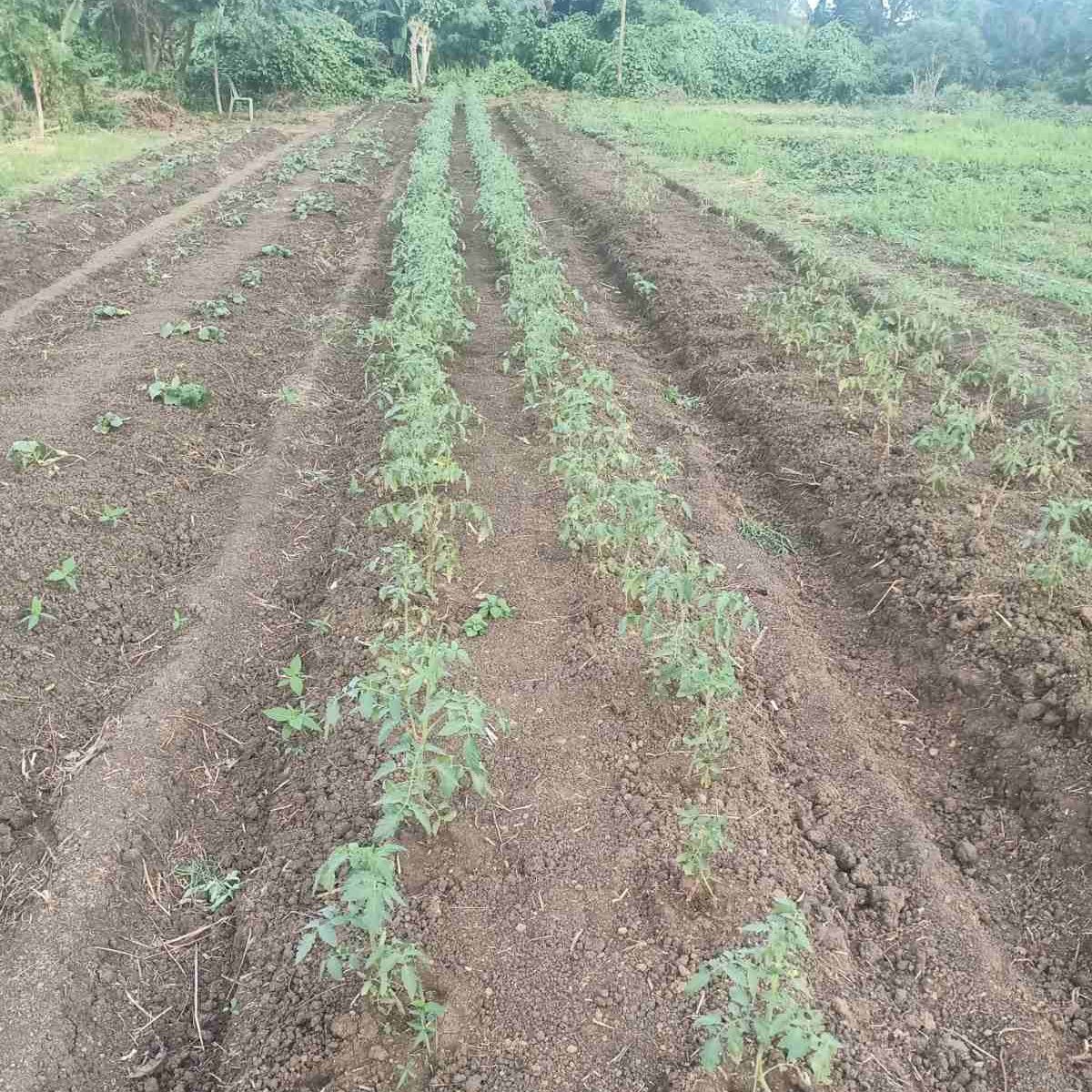 SCI Organic Farms
