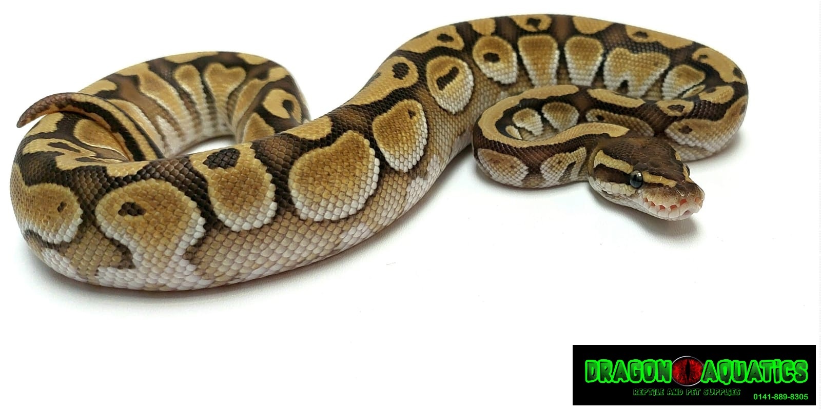 Dragonaquatics - 🐍🐍Royal pythons🐍🐍 Update on royals we... | Facebook