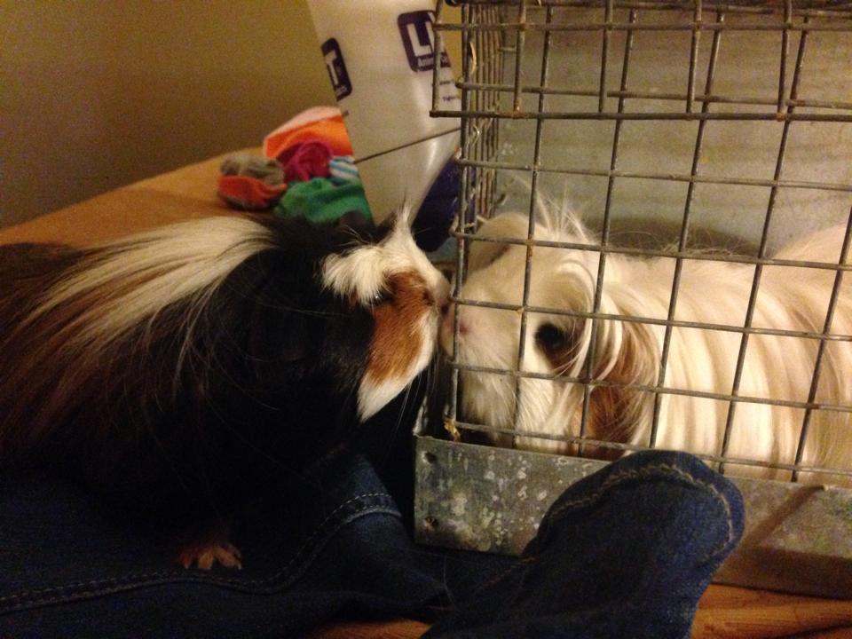 Mason's Rabbitry
