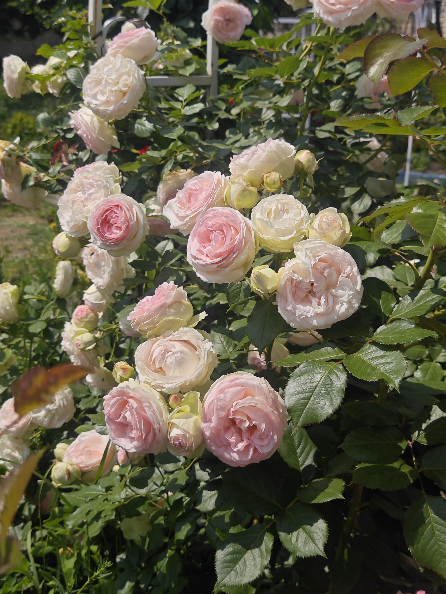 Eden Rose '88 Fully double old fashioned type flowers of creamy