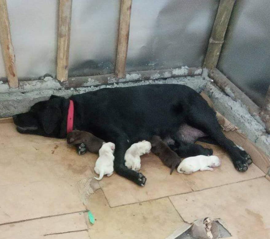 Congratulations Scott & Gloom🎊... - Iloilo Labrador Kennel | Facebook