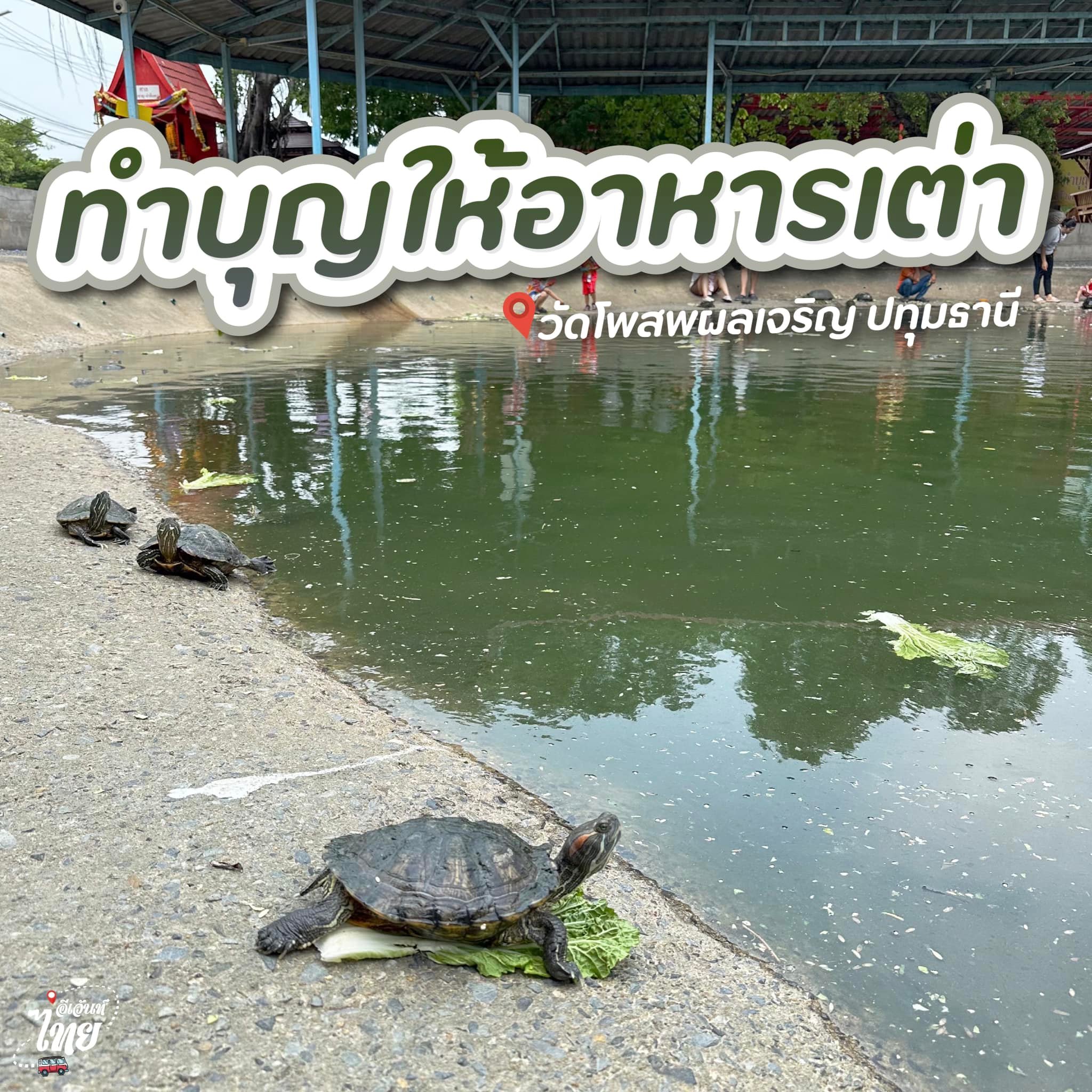 ทำบุญให้อาหารเต่า ณ... - อีเว้นท์ไทย - Eventthai | Facebook